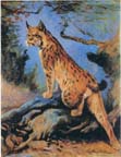 Lynx
