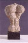 Male Torso